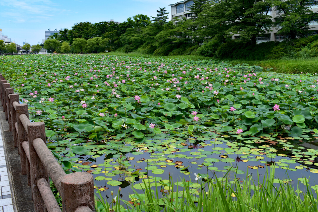 秋田市／自然と歴史が織りなす美しさ。ハスの見頃を迎えた千秋公園へ