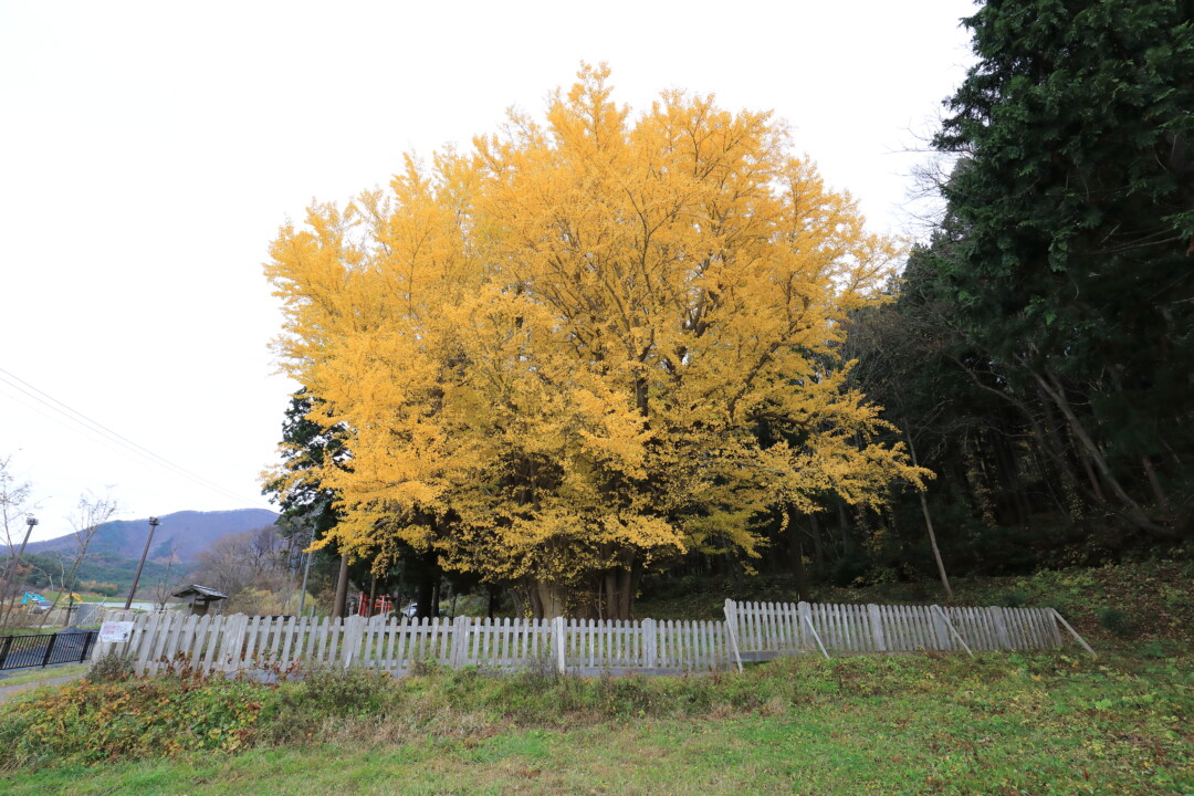 青森市／神秘をまとった樹齢800年の巨樹「宮田の大イチョウ」