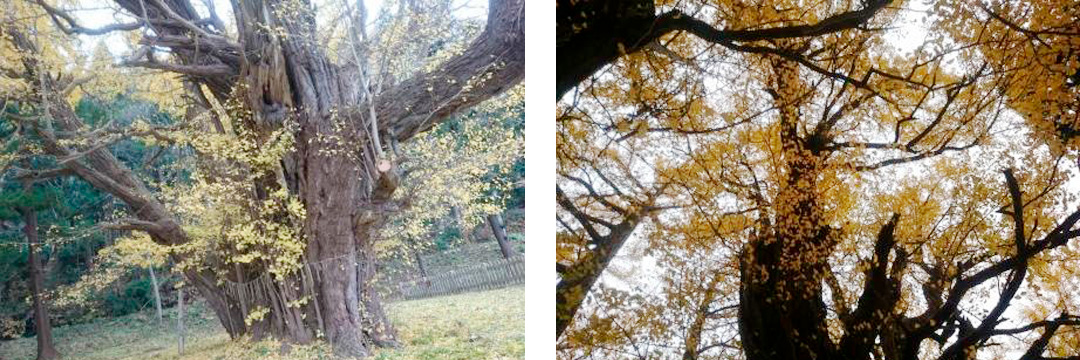 青森市／神秘をまとった樹齢800年の巨樹「宮田の大イチョウ」