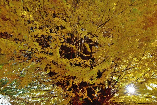 山形市／街なかで紅葉散歩「専称寺の大イチョウ」「もみじ公園」