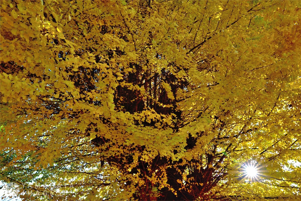 山形市／街なかで紅葉散歩「専称寺の大イチョウ」「もみじ公園」