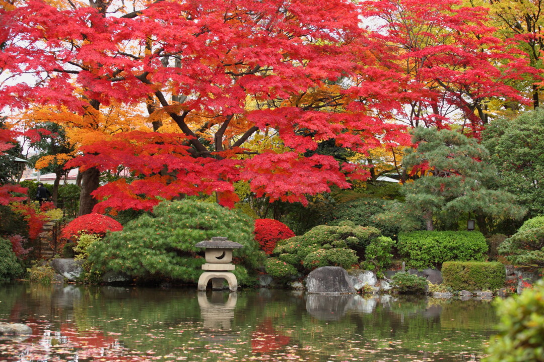 山形市／街なかで紅葉散歩「専称寺の大イチョウ」「もみじ公園」