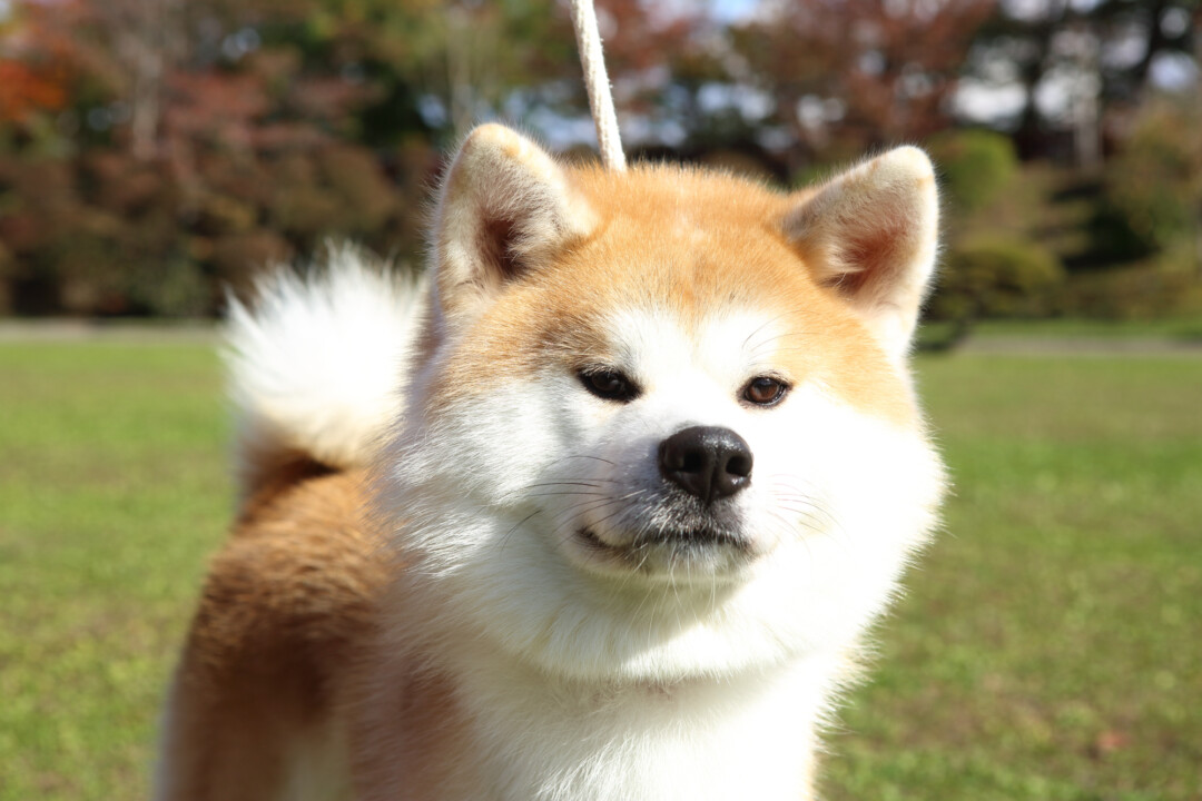 秋田市/「秋田犬ふれあい処in千秋公園」の凛とした立ち姿の秋田犬に心奪われて。