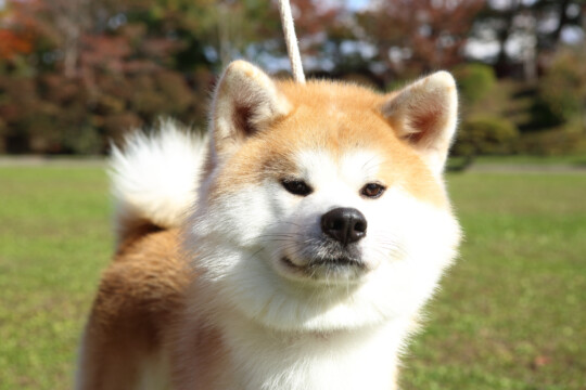 秋田市／「秋田犬ふれあい処in千秋公園」の凛とした立ち姿の秋田犬に心奪われて。