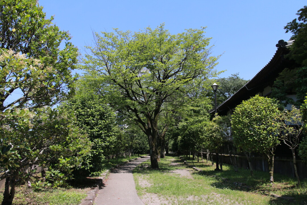 仙台市 / 漫步在被自然包围的新景点和保存历史的寺院町