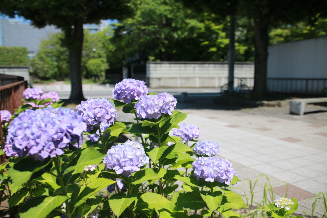 仙台市 / 漫步在被自然包围的新景点和保存历史的寺院町