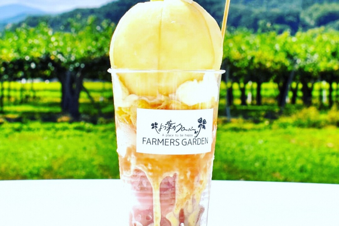 福岛市/浓郁的香气和甜味令人难以抗拒。寻找成熟的桃子