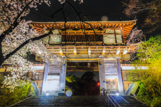 秋田市/城堡遗址，河边。秋田春天的樱花