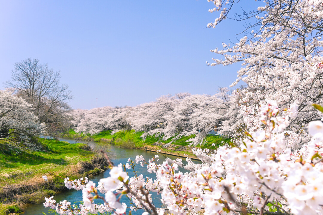 秋田市/城堡遗址，河边。秋田春天的樱花