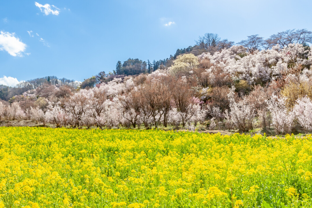 福岛市/春天来了! “福岛花廊”赏花名胜之旅