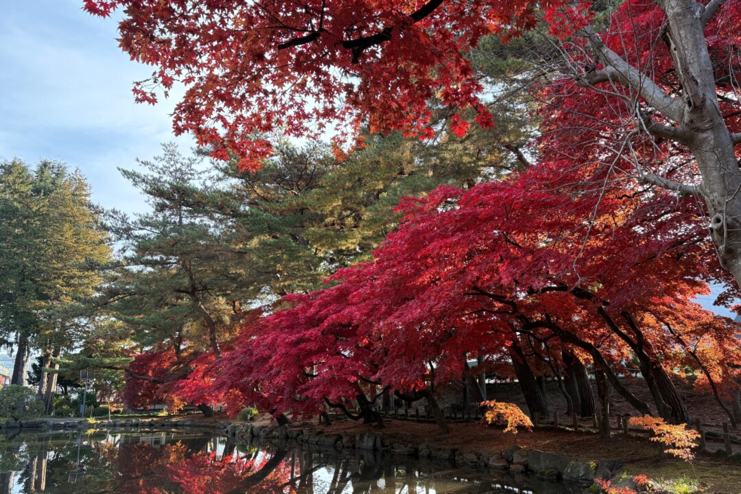 盛冈市/盛冈市中央居民中心和红叶染红的旧南部藩别邸庭园